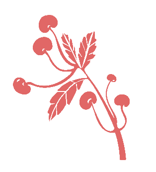 cherry branch illustration