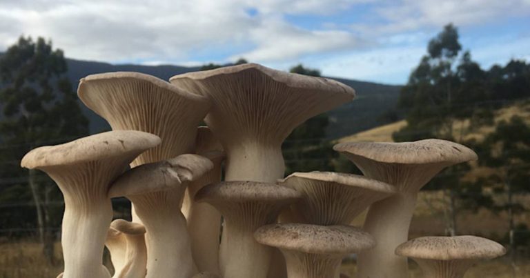 Shady Hill Mushrooms